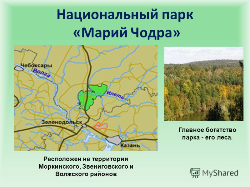 Национальный парк «Марий Чодра» Главное богатство парка - его леса. Расположен на территории Моркинского, Звениговского и Волжского районов