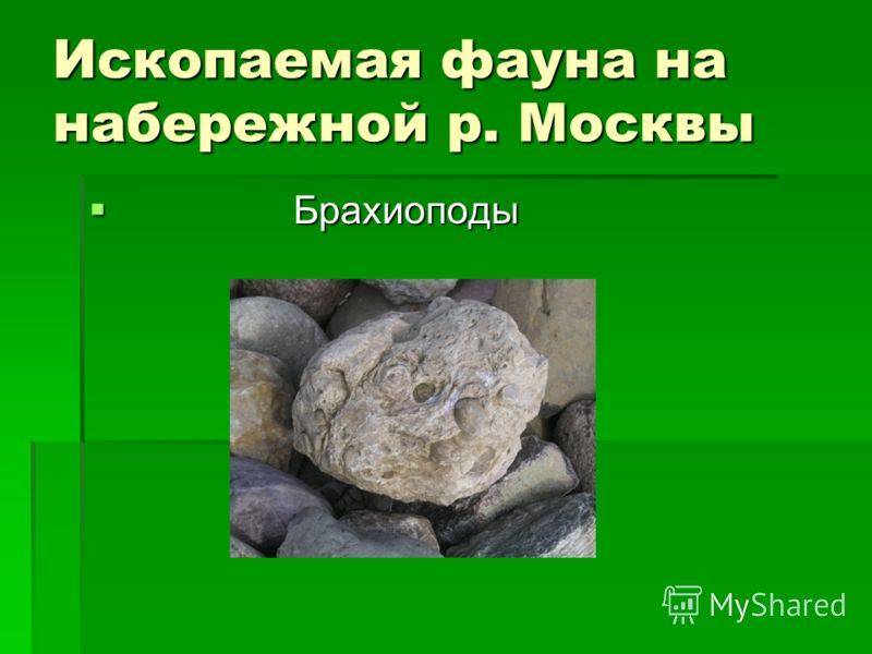 Ископаемая фауна на набережной р. Москвы Брахиоподы Брахиоподы