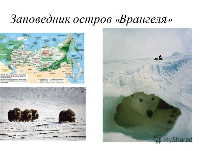 Где находится заповедник остров врангеля Презентация заповедники россии остров врангеля большой арктический заповедник ох