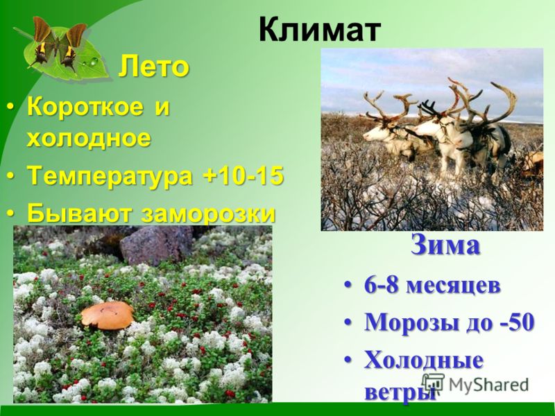 Картинки положения солнца летом в зоне тундры Картинки положения солнца летом в зоне тундры