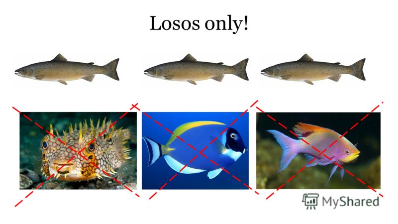 Losos only!