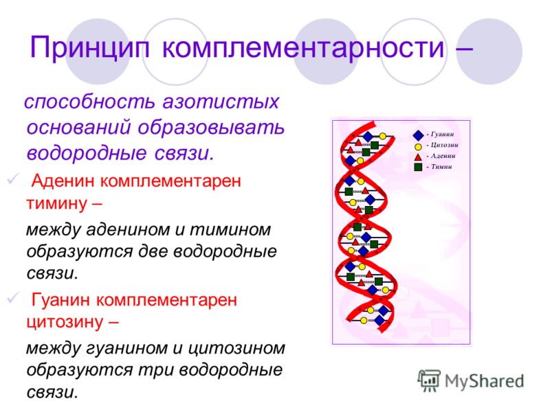 В молекуле днк по принципу комплементарности аденин связан В молекуле днк по принципу комплементарности аденин связан