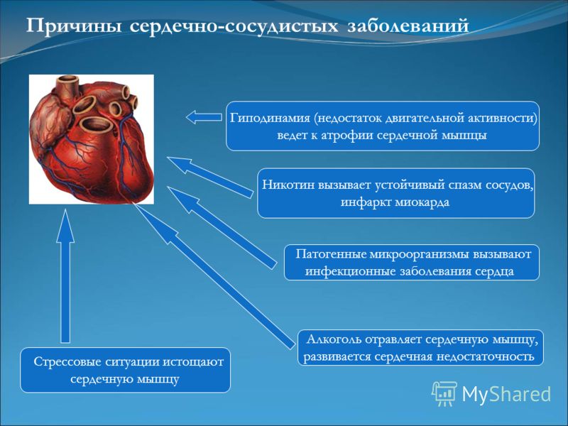 Гиподинамия (недостаток двигательной активности) ведет к атрофии сердечной мышцы Алкоголь отравляет сердечную мышцу, развивается сердечная недостаточность Никотин вызывает устойчивый спазм сосудов, инфаркт миокарда Патогенные микроорганизмы вызывают 
