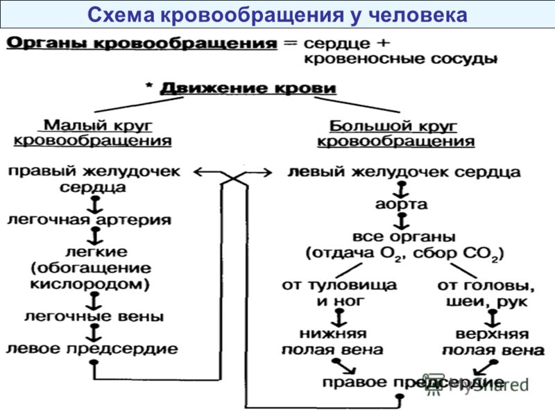 Круги кровообращения - урок. Биология, 8 класс. Биология, Молекулярная биология,