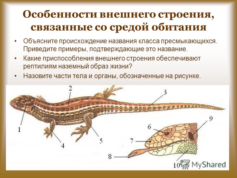 Особенности внешнего строения наземных млекопитающих связанные со средой обитания Особенности внешнего строения наземных млекопитающих связанные со средой обитания