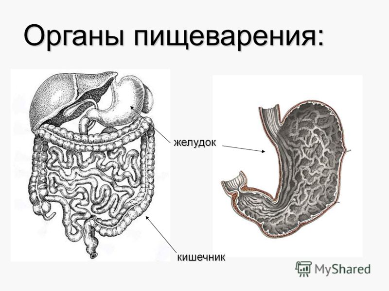 желудок кишечник Органы пищеварения: