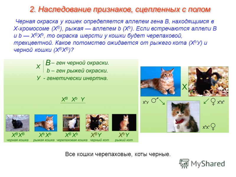 Черная окраска у кошек определяется аллелем гена В, находящимся в Х-хромосоме (X В ), рыжая аллелем b (X b ). Если встречаются аллели В и b X В X b, то окраска шерсти у кошки будет черепаховой, трехцветной. Какое потомство ожидается от рыжего кота (X