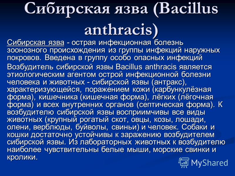 Курсовая работа по теме Возбудитель сибирской язвы