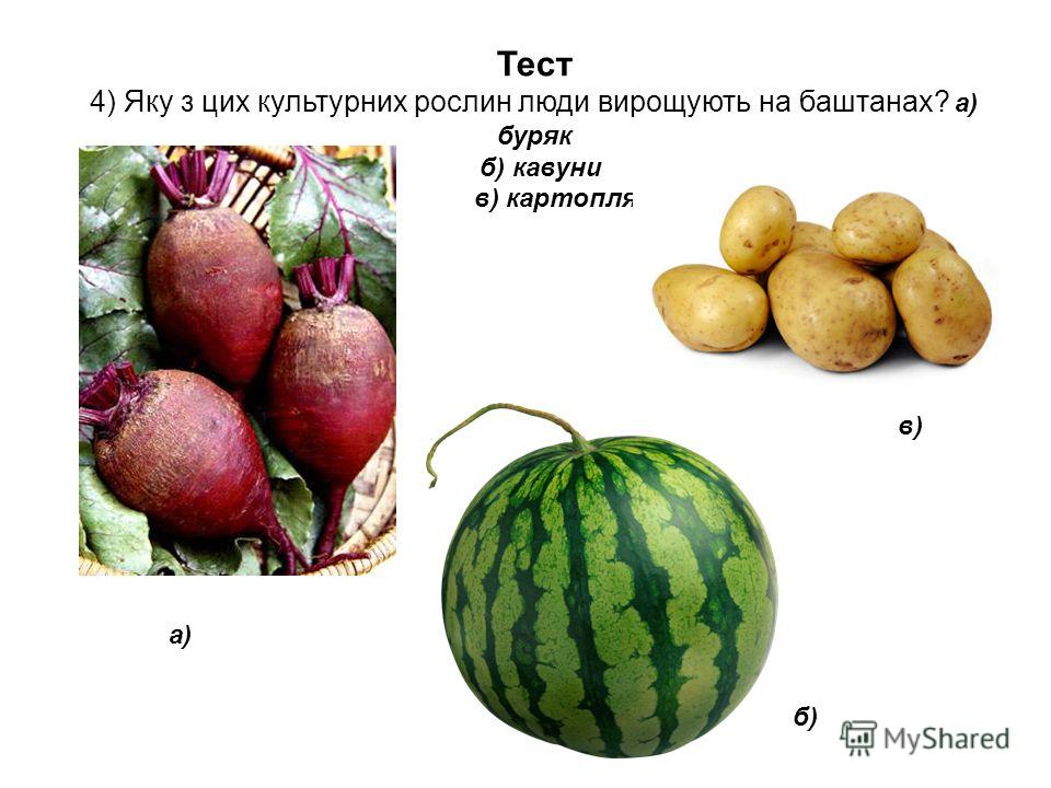 Тест 4) Яку з цих культурних рослин люди вирощують на баштанах? а) буряк б) кавуни в) картопля а) б) в)