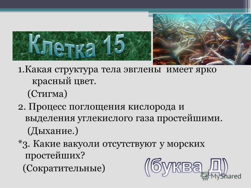 паразиты в теле человека как лечить паразиты в теле человека как лечить