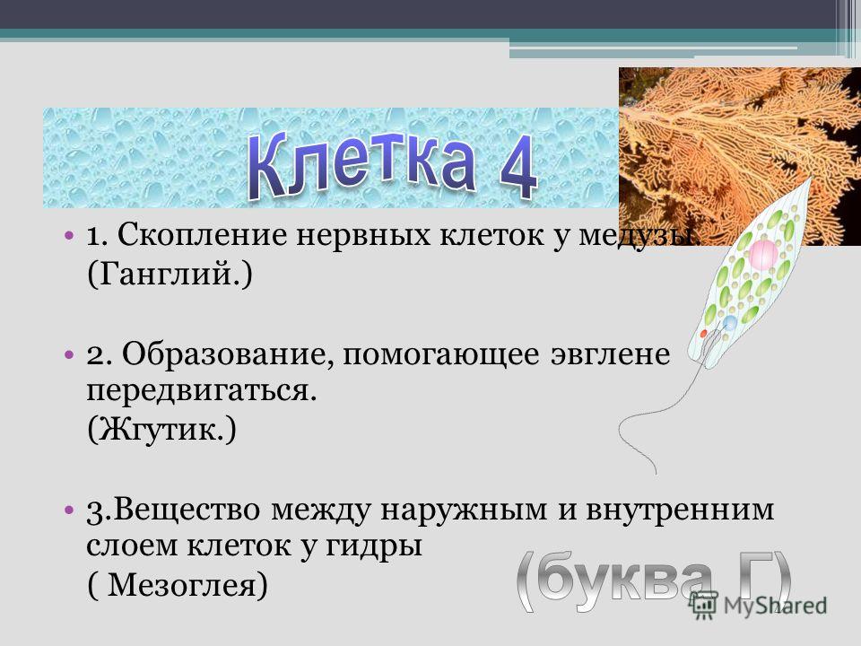 Реснички органоиды передвижения Реснички органоиды передвижения