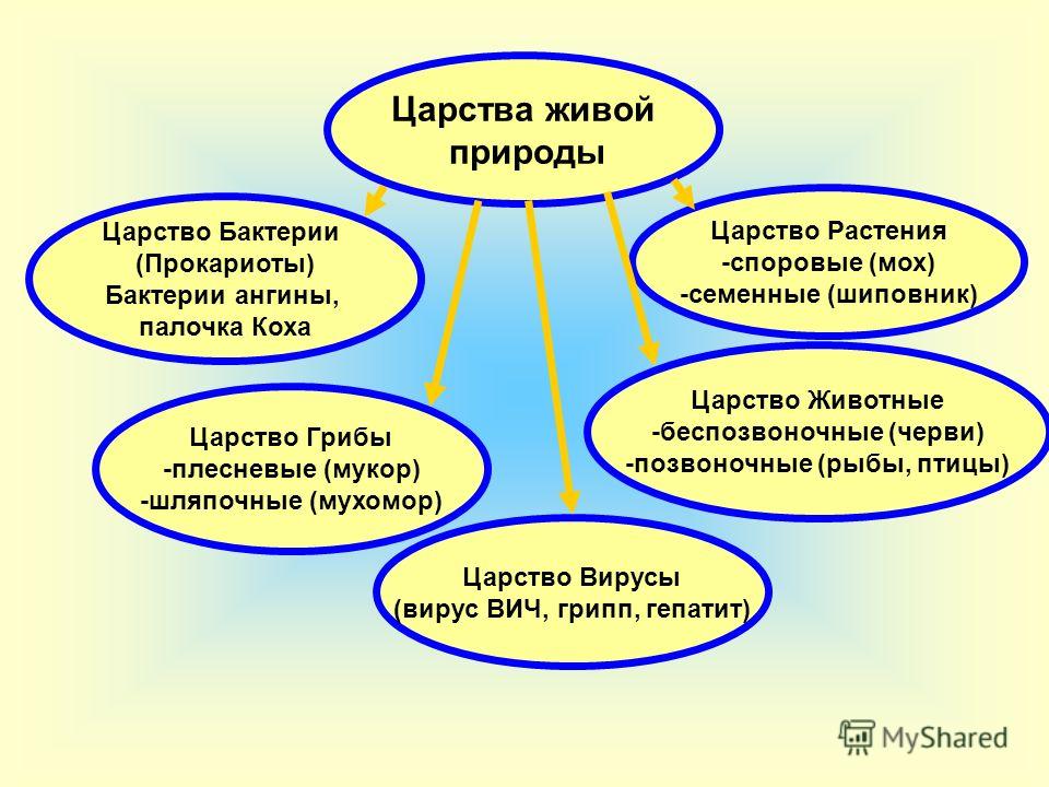 Царства живой природы в схеме Царства живой природы в схеме
