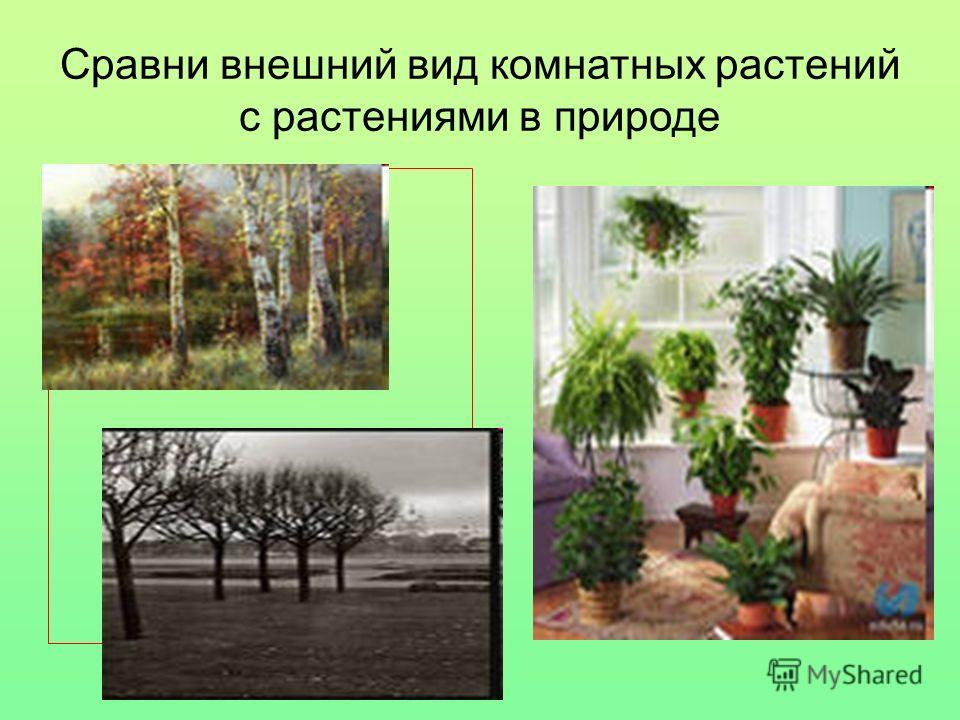 Сравни внешний вид комнатных растений с растениями в природе