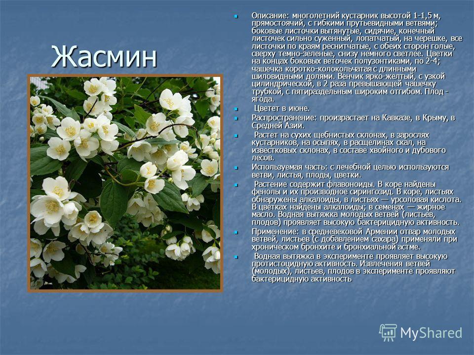 Описание жасмин цветок Описание жасмин цветок