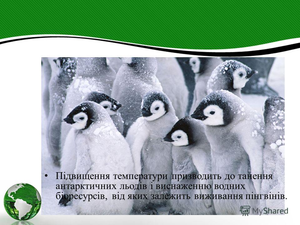 Підвищення температури призводить до танення антарктичних льодів і виснаженню водних біоресурсів, від яких залежить виживання пінгвінів.