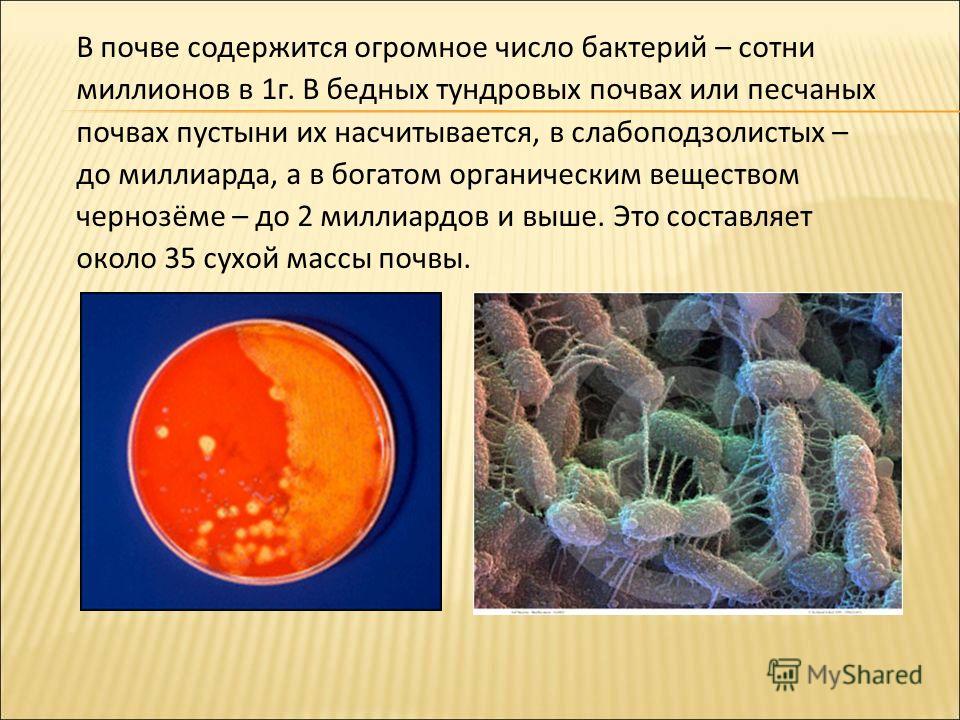 Или бактерии и его цитаты Или бактерии и его цитаты