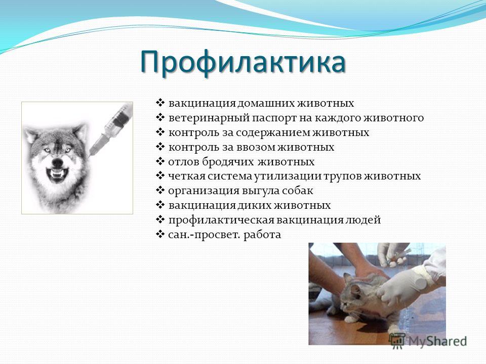 Схема профилактических прививок при бешенстве