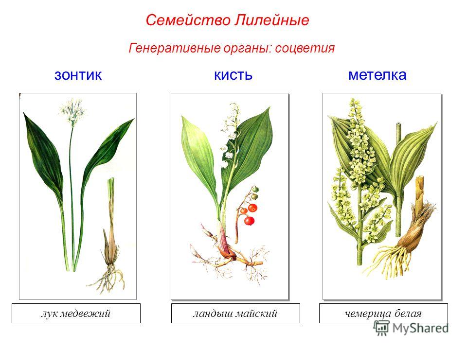 Итоговый тест по ботанике Сайт преподавателя биологии и Семейство Сложноцветные Биология