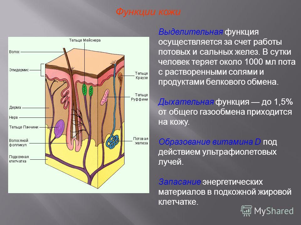 Какое образование кожи выполняет выделительную функцию Какое образование кожи выполняет выделительную функцию
