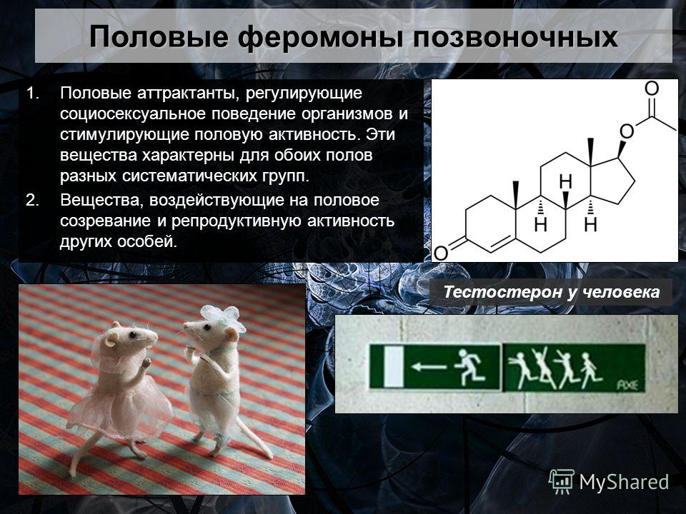 Половые аттрактанты людей Половые аттрактанты людей