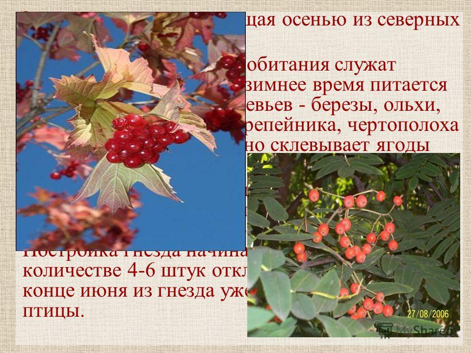 Зимующая птица сибири картинки Зимующая птица сибири картинки