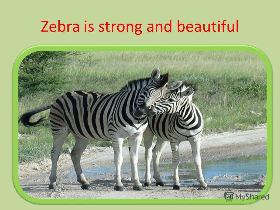 Zebra is strong and beautiful