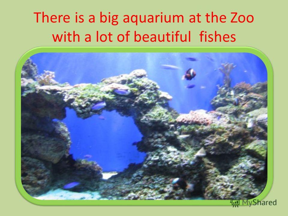 There is a big aquarium at the Zoo with a lot of beautiful fishes