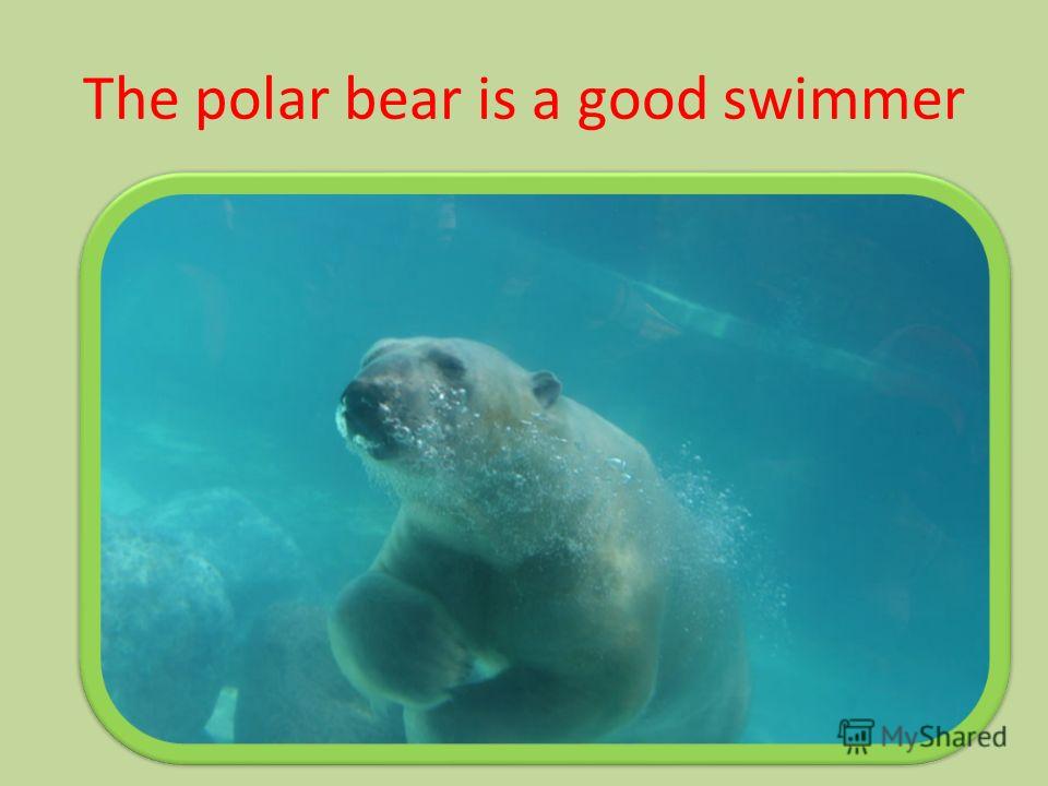The polar bear is a good swimmer
