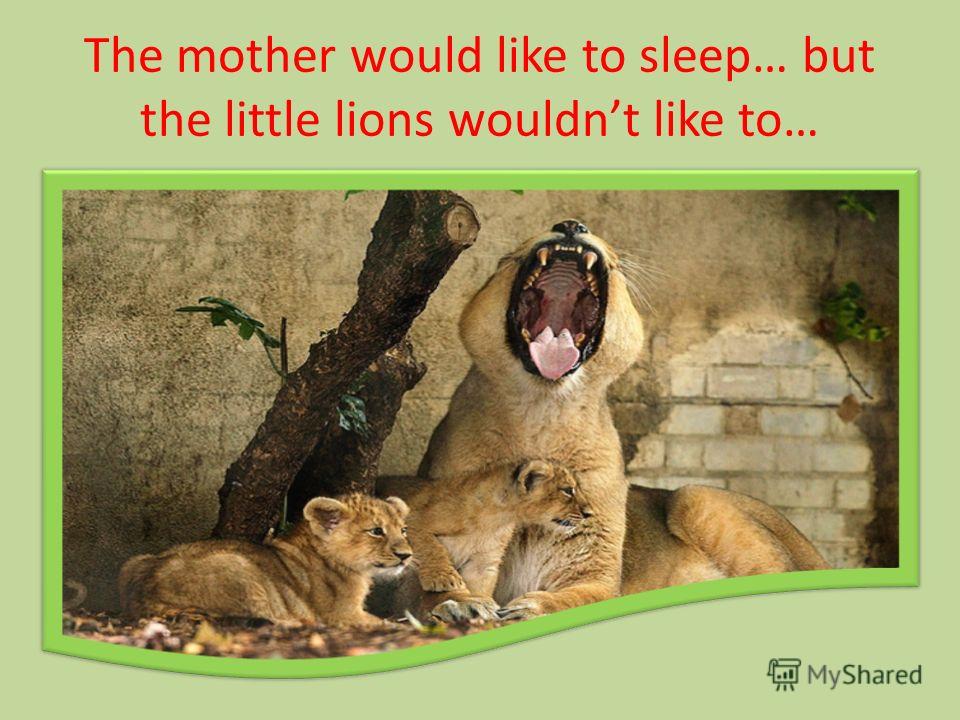 The mother would like to sleep… but the little lions wouldnt like to…