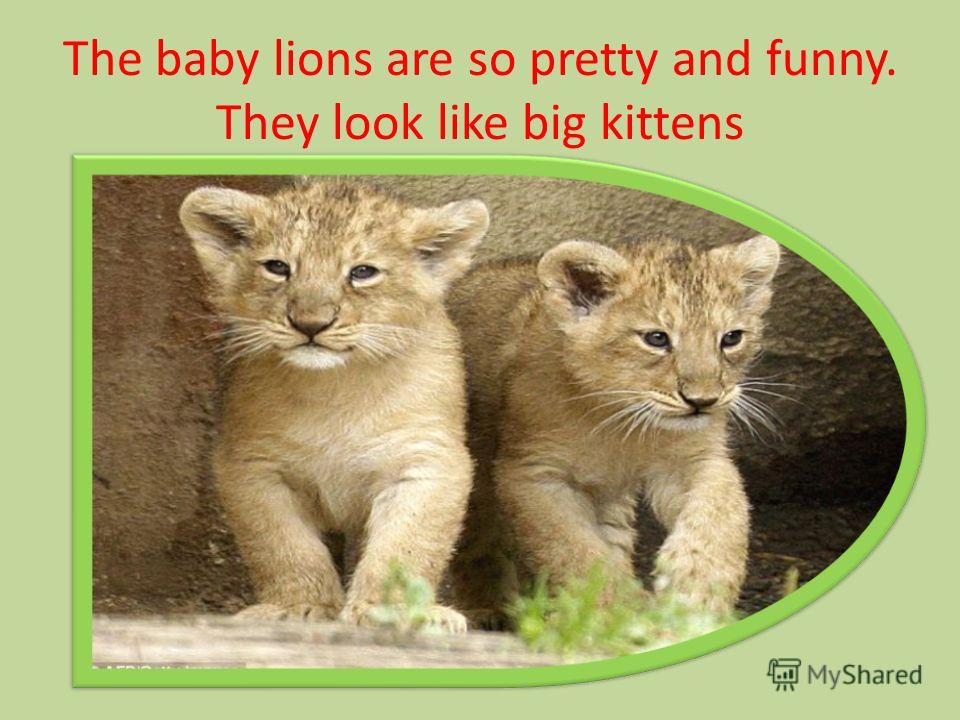 The baby lions are so pretty and funny. They look like big kittens