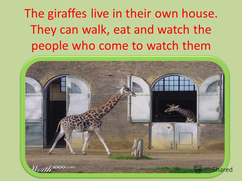 The giraffes live in their own house. They can walk, eat and watch the people who come to watch them