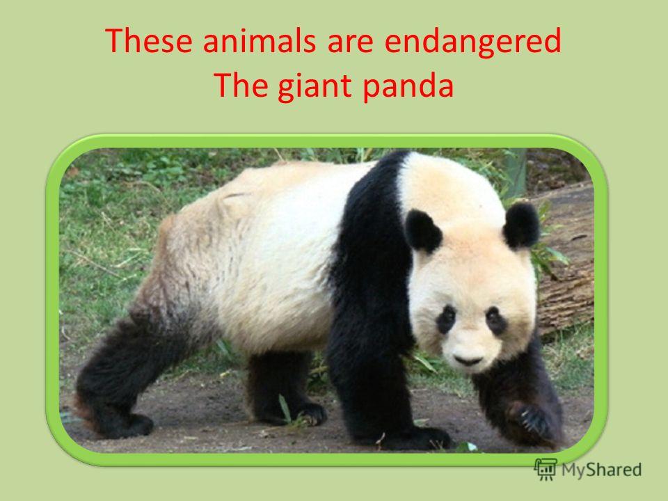 These animals are endangered The giant panda
