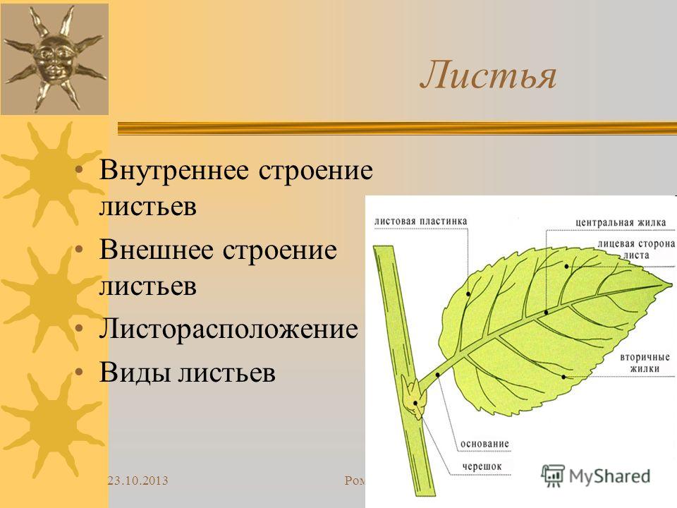 Доклад по биологии 6 класс на тему клеточное строение листа