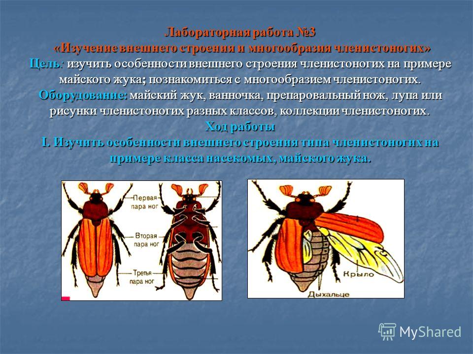 Внешнее строение насекомых на примере майского жука