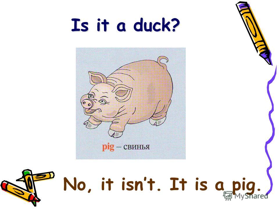 Is it a duck? No, it isnt. It is a pig.
