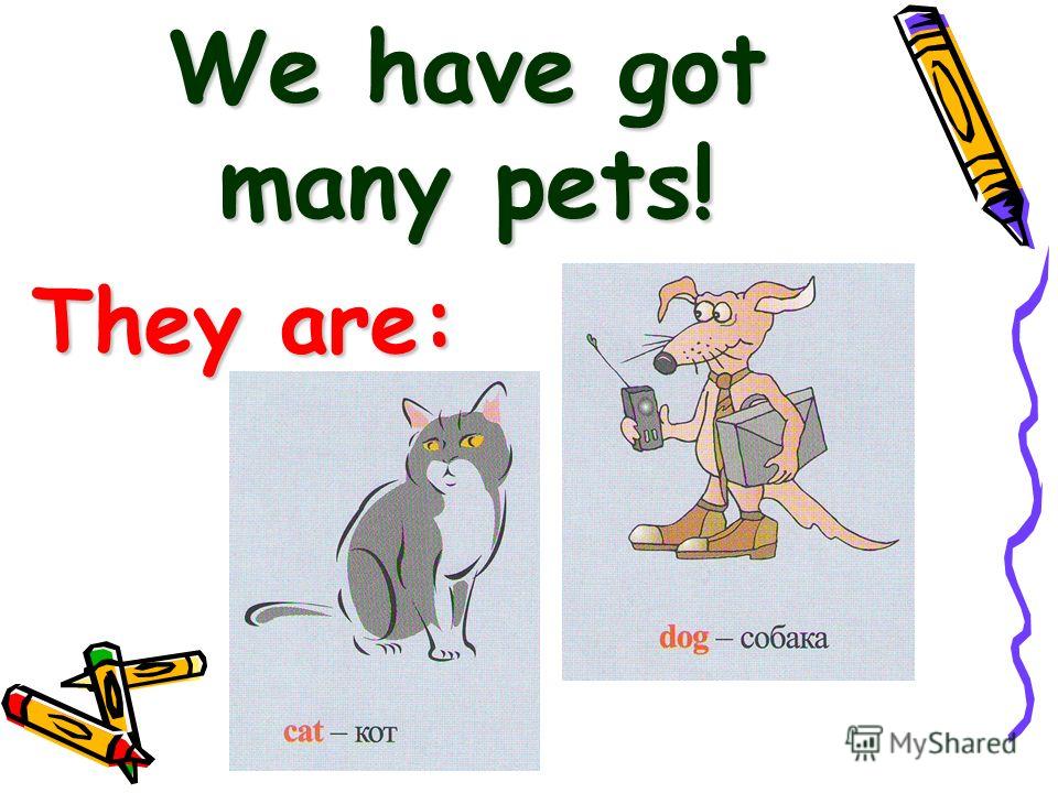 We have got many pets! They are: