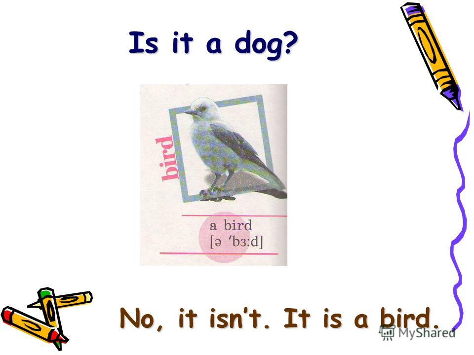 Is it a dog? No, it isnt. It is a bird.