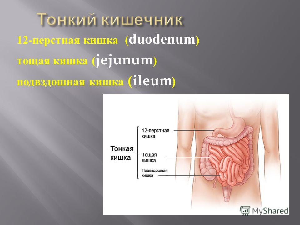 12 Перстная Кишка Человека Фото