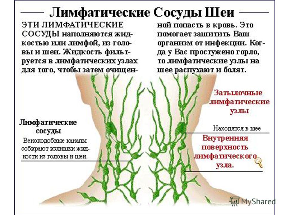 Реферат На Тему Лимфатическая Система Человека