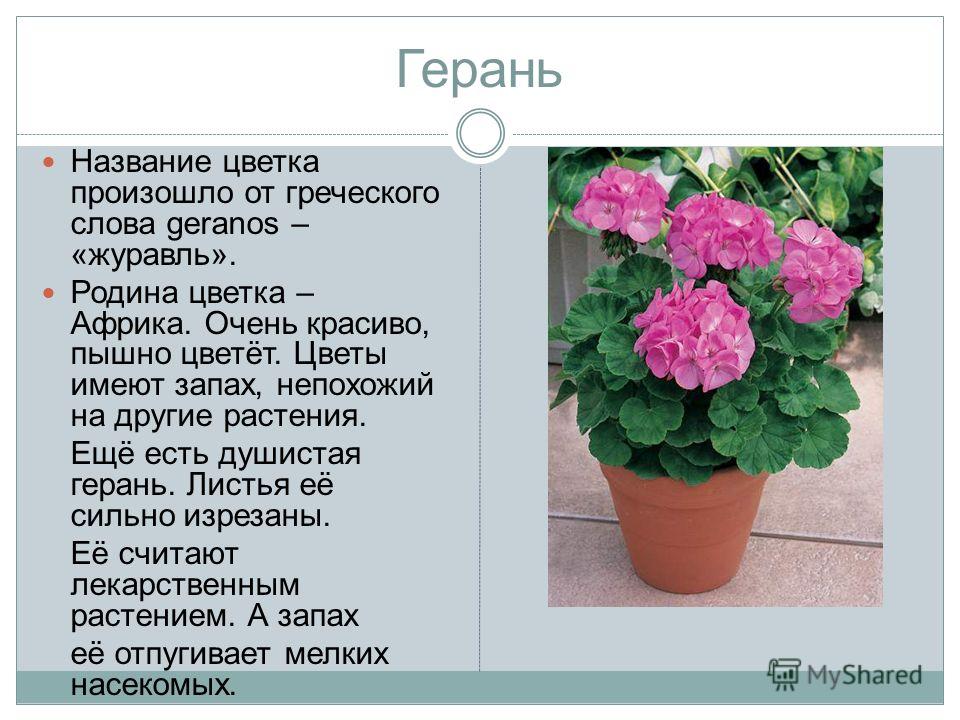 Цветок не имеющий запаха Цветок не имеющий запаха