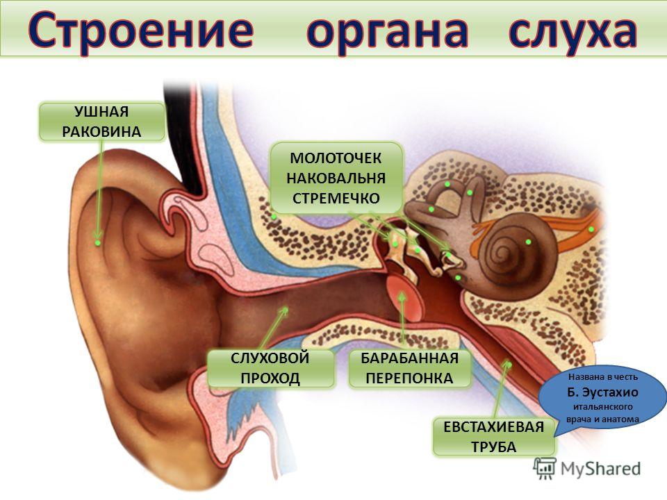 ушная перепонка фото онлайн