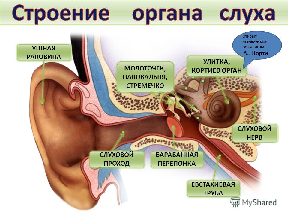 ушная перепонка фото