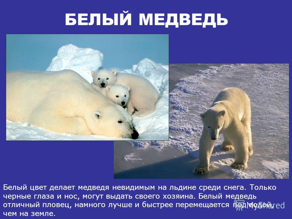 Почему у белого медведя ядовитая печень Почему у белого медведя ядовитая печень