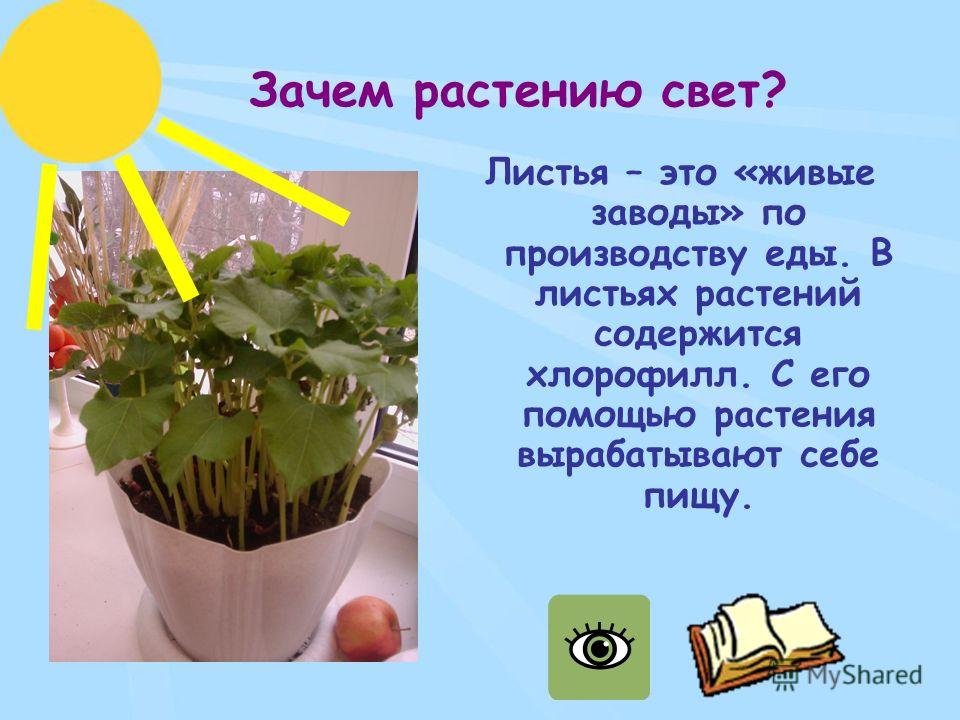 Зачем растению свет? Листья – это «живые заводы» по производству еды. В листьях растений содержится хлорофилл. С его помощью растения вырабатывают себе пищу.