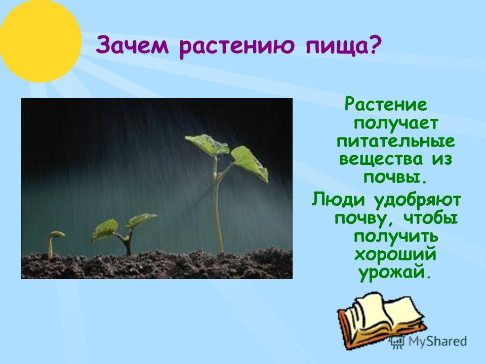 Зачем растению пища? Растение получает питательные вещества из почвы. Люди удобряют почву, чтобы получить хороший урожай.