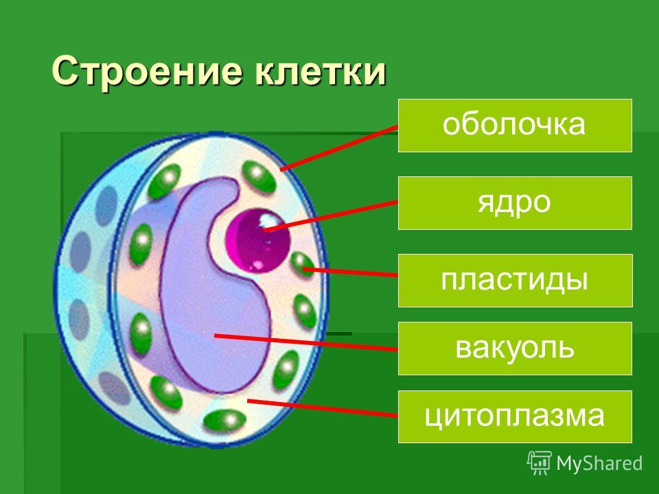 клетки строение картинки
