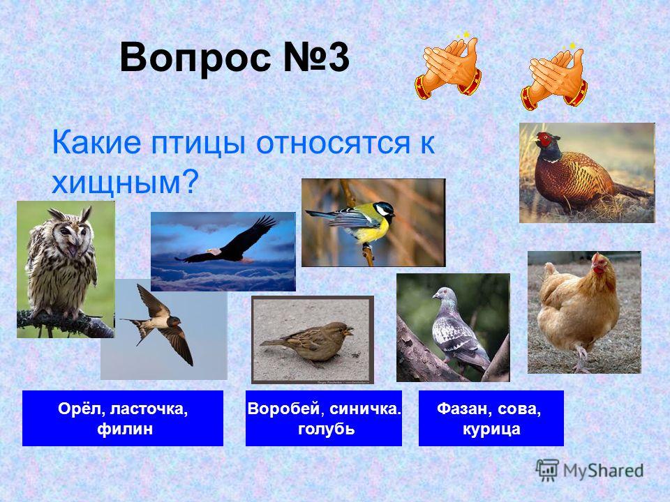 Вопрос 3 Орёл, ласточка, филин Воробей, синичка. голубь Фазан, сова, курица Какие птицы относятся к хищным?