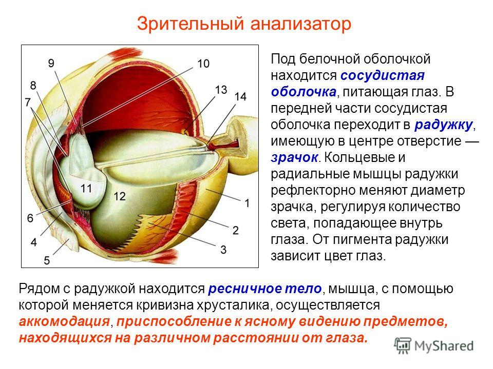 Презентация на тему зрительный анализатор строение и функции глаза