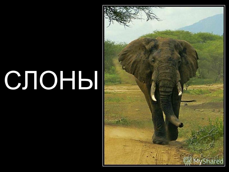 Слон Фото Животного