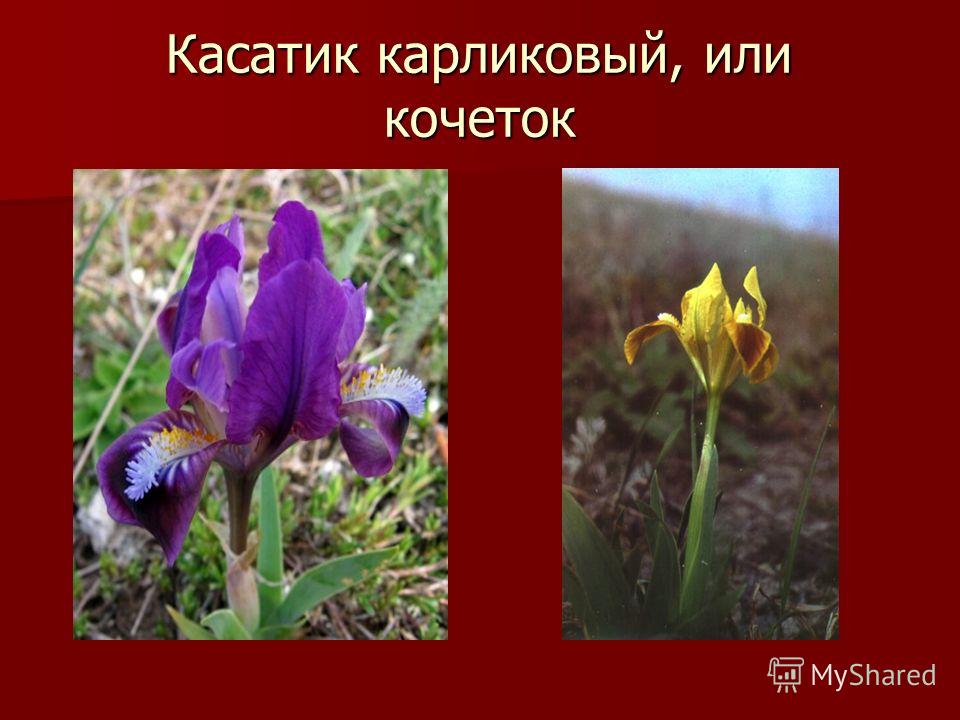 Перевязанная девушка Перевязанная девушка